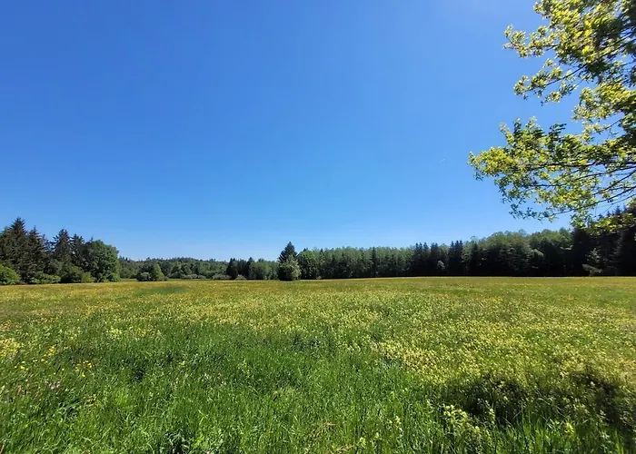 Helles Auf Waldlichtung Dießen am Ammersee