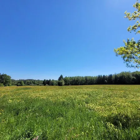 Helles Auf Waldlichtung Dießen am Ammersee